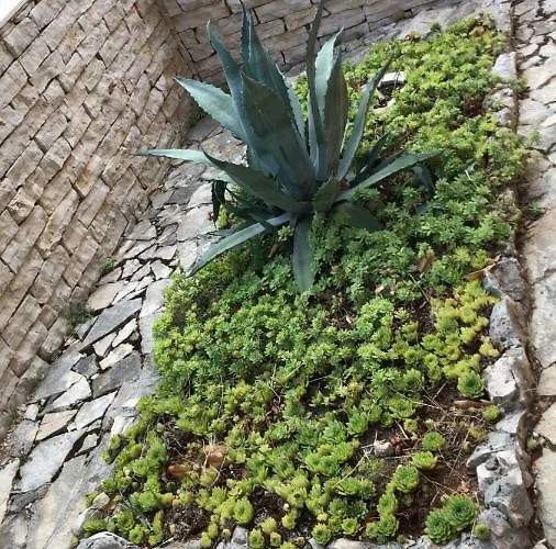 Lamjana קאלי